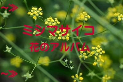 ミシマサイコ(三島柴胡)の花